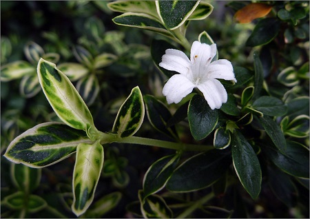 六月雪開花