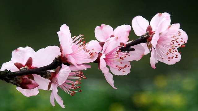 桃樹(shù)葉子發(fā)黃怎么辦