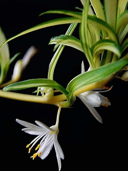 銀邊吊蘭開(kāi)花