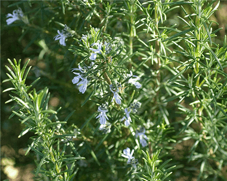 迷迭香植株