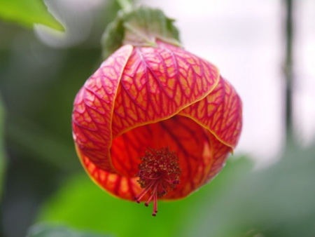 金鈴花的花朵