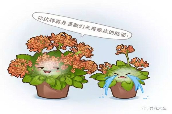 學(xué)了這幾招，長壽能開大半年，花比葉子都多！