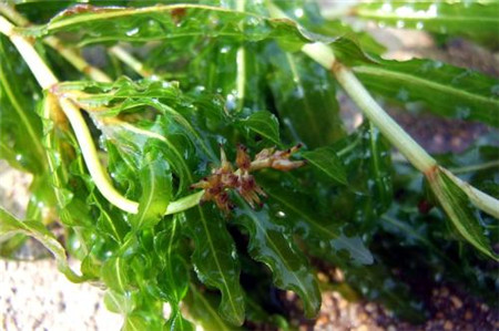 綠油油的菹草