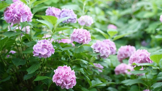 繡球花爛根怎么辦