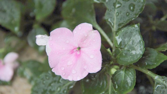 鳳仙花爛根是怎么回事