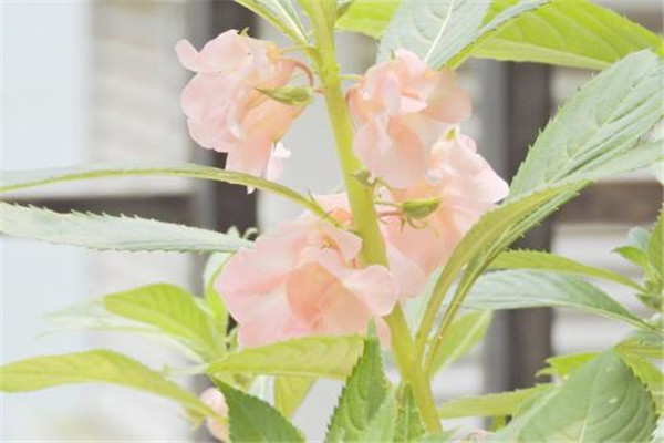 鳳仙花夏季如何養(yǎng)護？