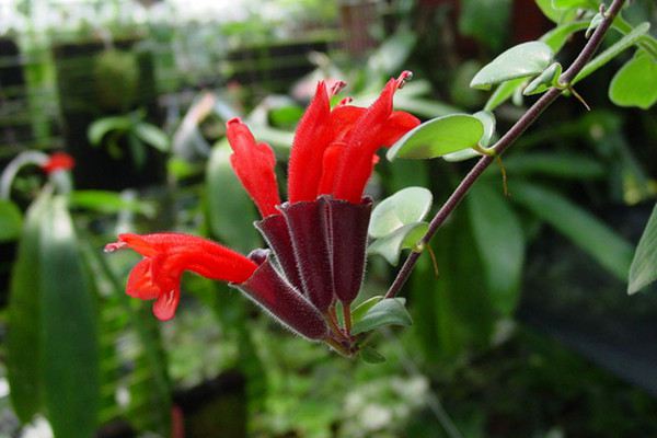 口紅花掉葉子怎么辦