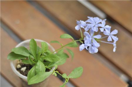 長(zhǎng)春花葉子發(fā)黃原因：土壤透氣差