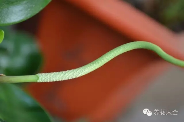 豆瓣綠的花