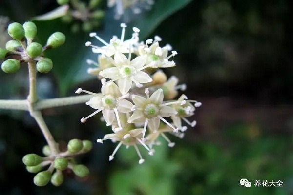 發(fā)財(cái)樹文竹…花開滿樹，果子壓彎枝，竟然這么容易！