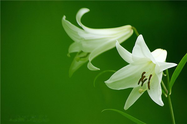 花卉缺肥的幾種表現(xiàn)