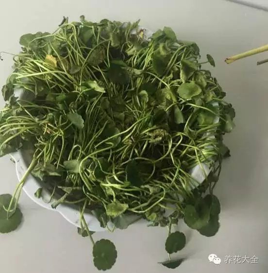 銅錢草