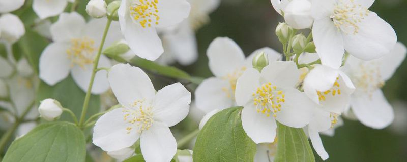 茉莉花葉子發(fā)黃怎么辦