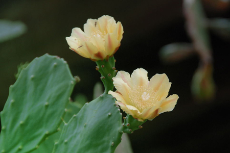 仙人掌開(kāi)花