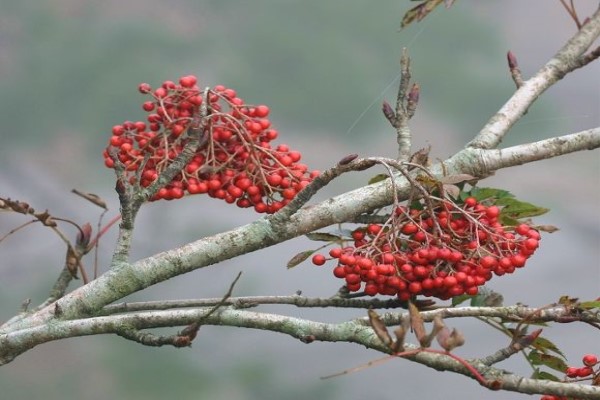 花楸怎么種植？