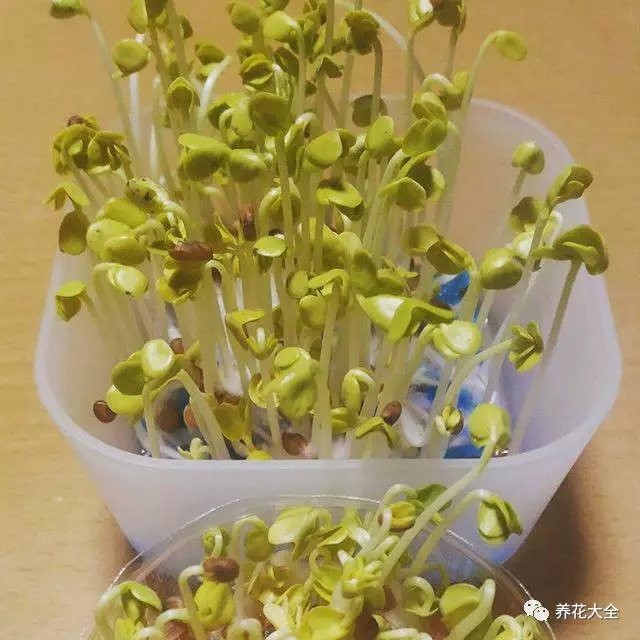  黃豆芽：