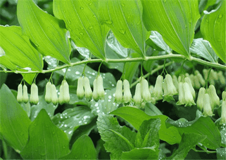 多花黃精植株蟲害