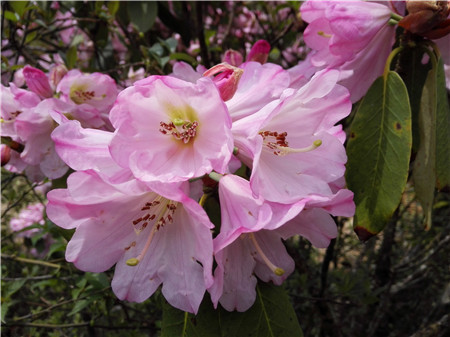 云錦杜鵑開花