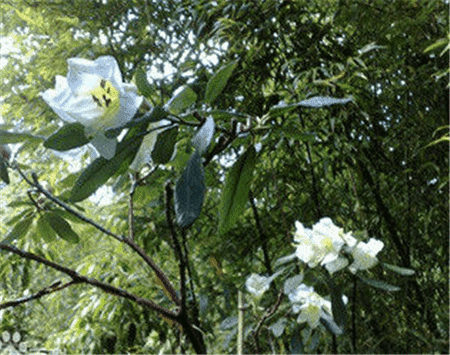 百合花杜鵑植株