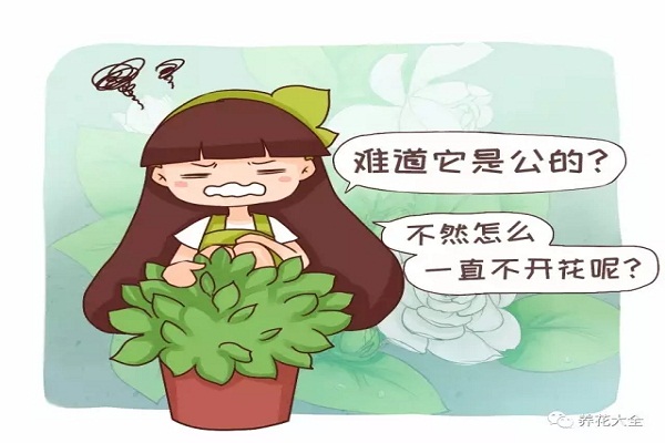 難道我家的花是公的？為啥光長葉子不開花？