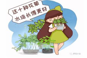 這10種花草水培長得更好，別傻到只會土養(yǎng)了！