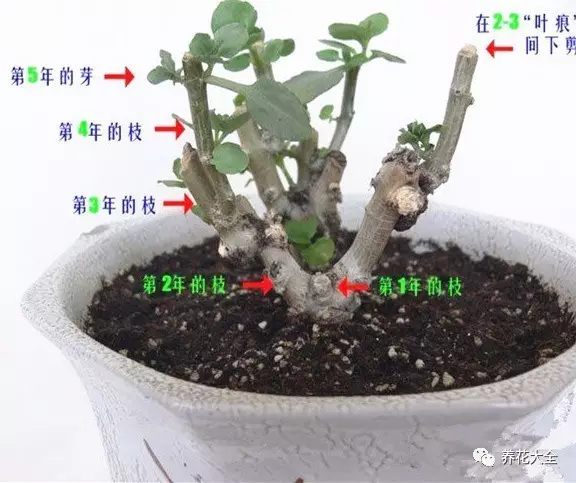 記住一個(gè)小秘密，花后及時(shí)剪掉殘花、及時(shí)摘心，夏天休眠期前剪掉老枝條，因?yàn)槔现l開花少。