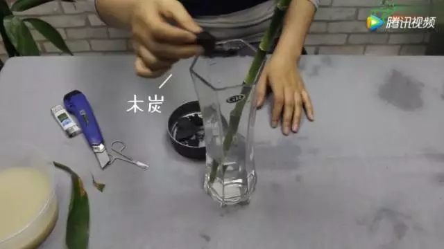 水培瓶中放入純凈水，把富貴竹重新插到瓶中，瓶里可以扔幾塊碎木炭，木炭能夠吸附水中的雜質(zhì)，防止二次爛根。