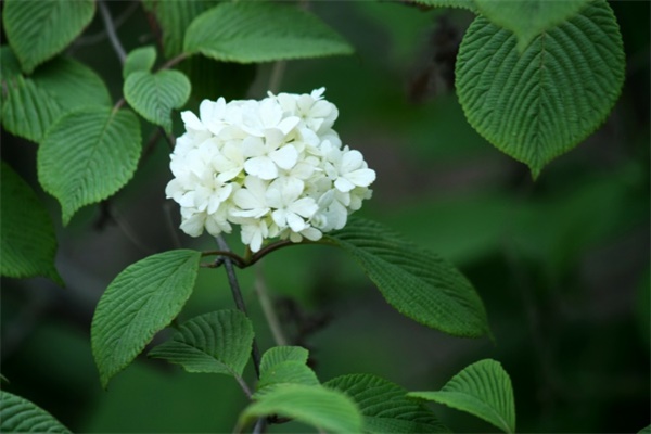 石楠花的病蟲(chóng)害及其防治