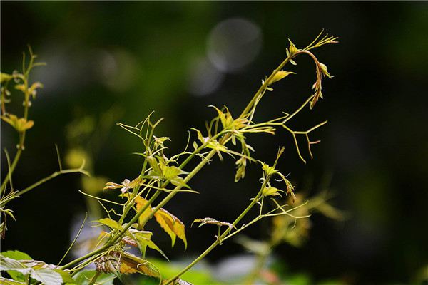 爬山虎繁殖方法大全！