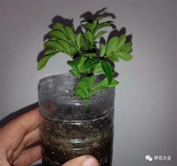 準(zhǔn)備10 cm左右的插條，把下半部分的葉子摘掉。插進(jìn)裝有干凈沙子的塑料瓶，澆透水。