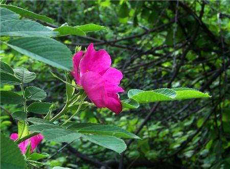 繅絲花的蟲(chóng)害及其防治