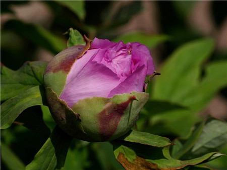 牡丹花常見(jiàn)病害三：菌核病