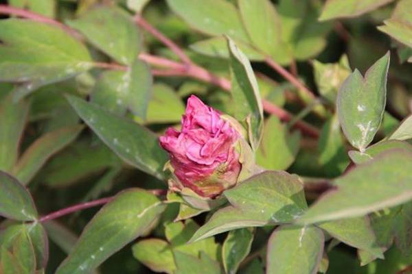 牡丹花常見(jiàn)病害及防治方法