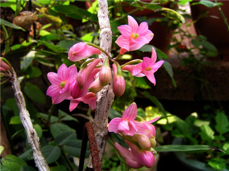 紅花石斛常見病害及防治方法