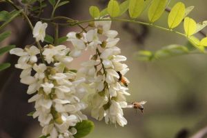 槐花夏季常見蟲害及防治方法