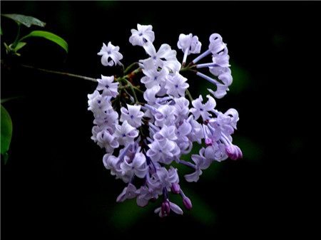 丁香花斑病