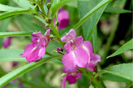 鳳仙花