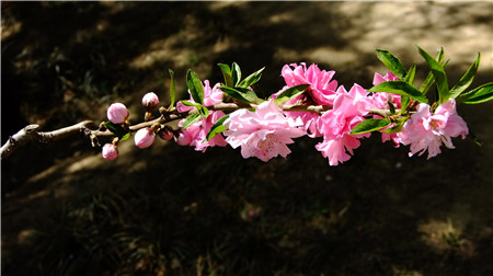 去除花蕾