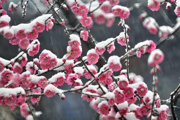 梅花常見(jiàn)病害與防治