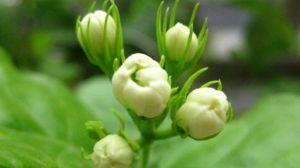 茉莉怎么不開(kāi)花