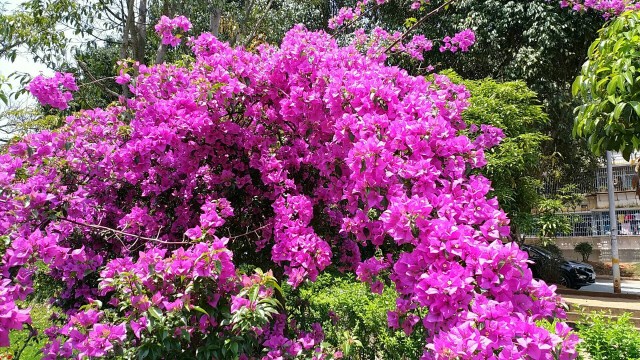 三角梅不開(kāi)花怎么辦