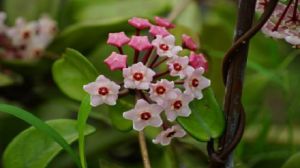 球蘭不開(kāi)花的原因