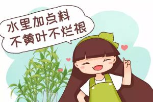 水里加點(diǎn)料，葉跟打了蠟似的，賊綠賊亮！