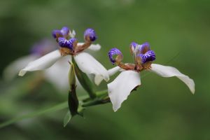 巴西鳶尾的花語(yǔ)