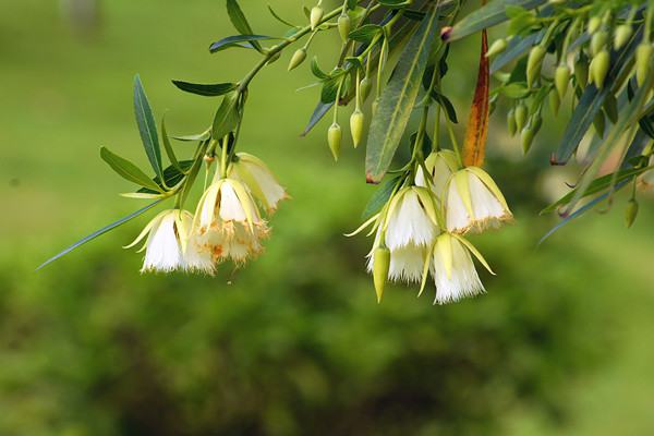 杜英花