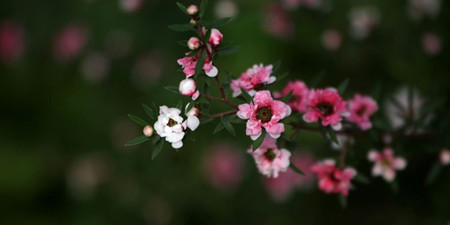 松紅梅的花朵