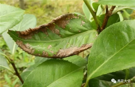 茉莉花葉片出現(xiàn)圓形黑褐色斑點(diǎn)