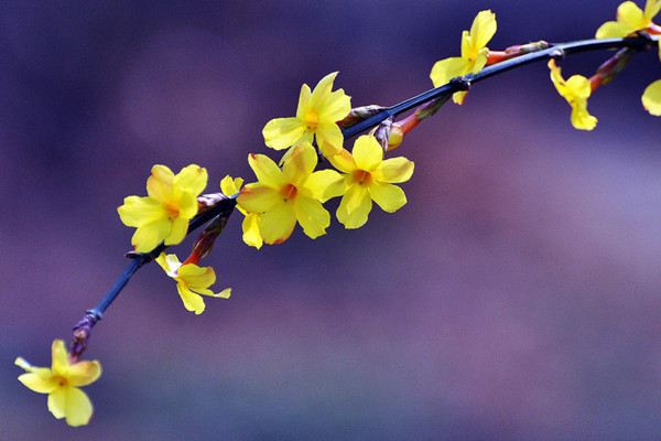 室內(nèi)養(yǎng)花如何噴水