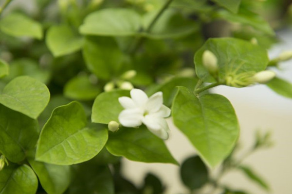 剛買的茉莉花掉苞是怎么回事