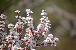 杏樹為什么只開花不結果